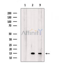 Histone H4 Antibody -AF6636