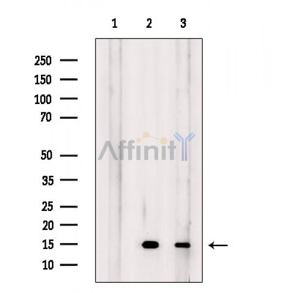 Histone H4 Antibody -AF6636