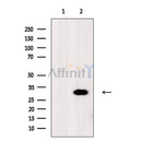 RPS6 Antibody -AF6637