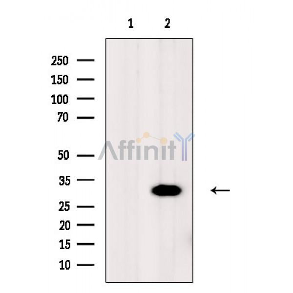 RPS6 Antibody -AF6637