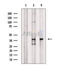 PPP1CA Antibody -AF6638
