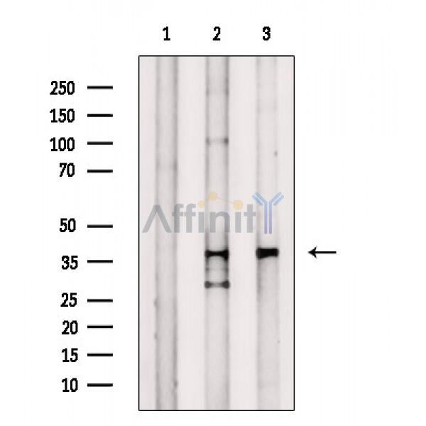 PPP1CA Antibody -AF6638