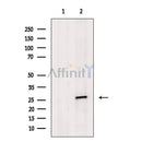 SNAP25 Antibody -AF6645