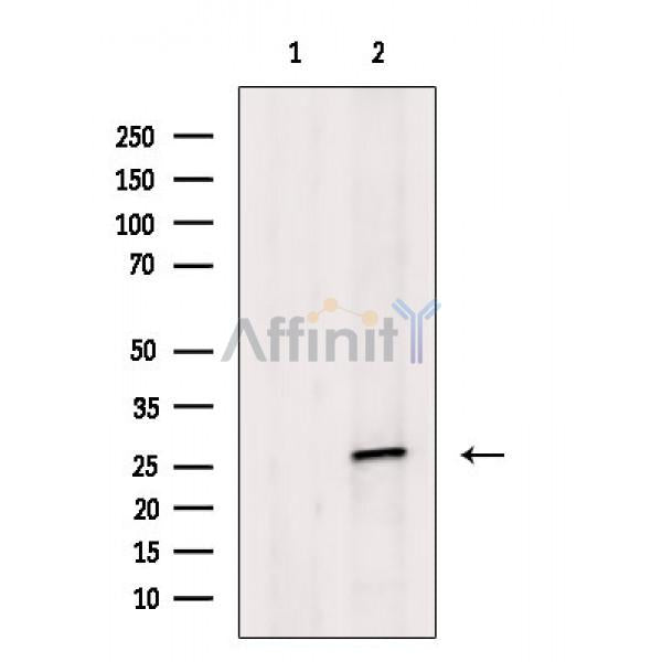 SNAP25 Antibody -AF6645