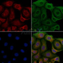 EPHB1/2 Antibody -AF6651