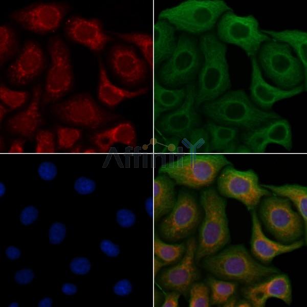 EPHB1/2 Antibody -AF6651