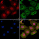 GSK3 beta Antibody -AF6658