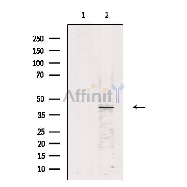 C/EBP alpha Antibody -AF6659