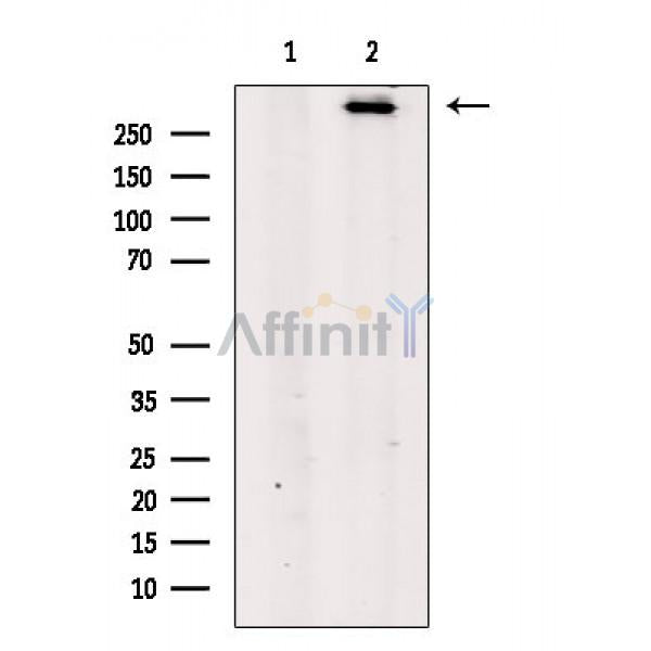 Ki67 Antibody -AF6665