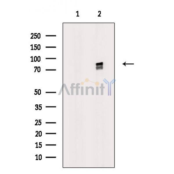 beta Catenin Antibody -AF6679