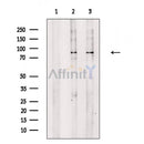 beta Catenin Antibody -AF6680