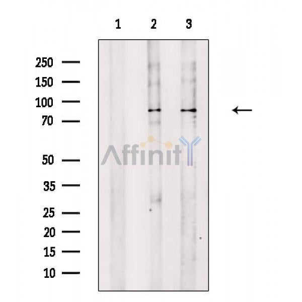 beta Catenin Antibody -AF6680