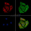 MARK3 Antibody -AF6686