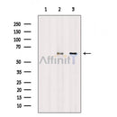MST1 Antibody -AF6689