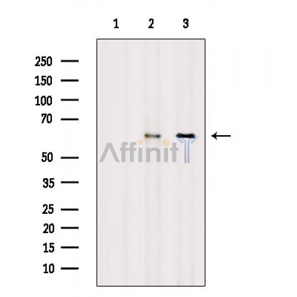 MST1 Antibody -AF6689