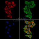 Phospholamban Antibody -AF6690