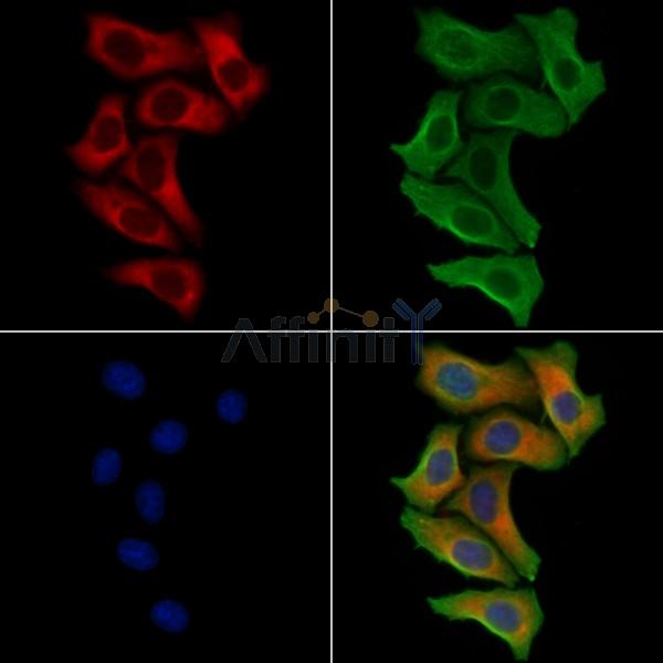 Phospholamban Antibody -AF6690