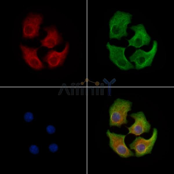 Phospholamban Antibody -AF6691