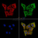 CD40 Antibody -AF6693