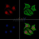 YY1 Antibody -AF6694