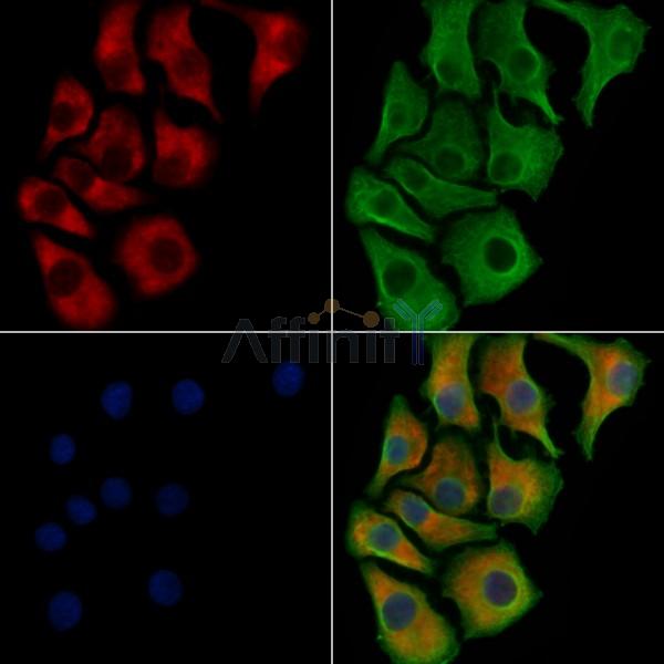GRK2 Antibody -AF6697