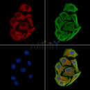 eIF4B Antibody -AF6700