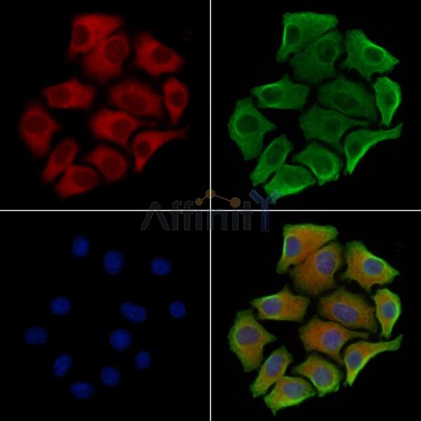 JAK1 Antibody -AF6701
