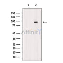 A20/TNFAIP3 Antibody -AF6704