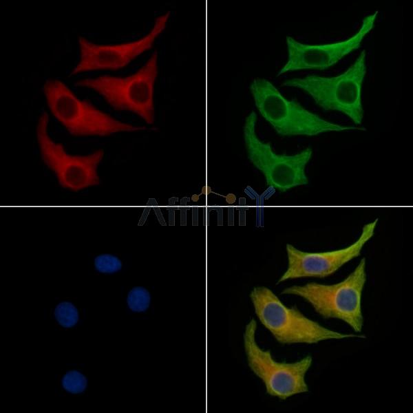 M6PR Antibody -AF6705
