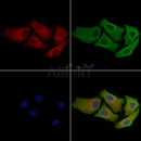 Rab5A Antibody -AF6706