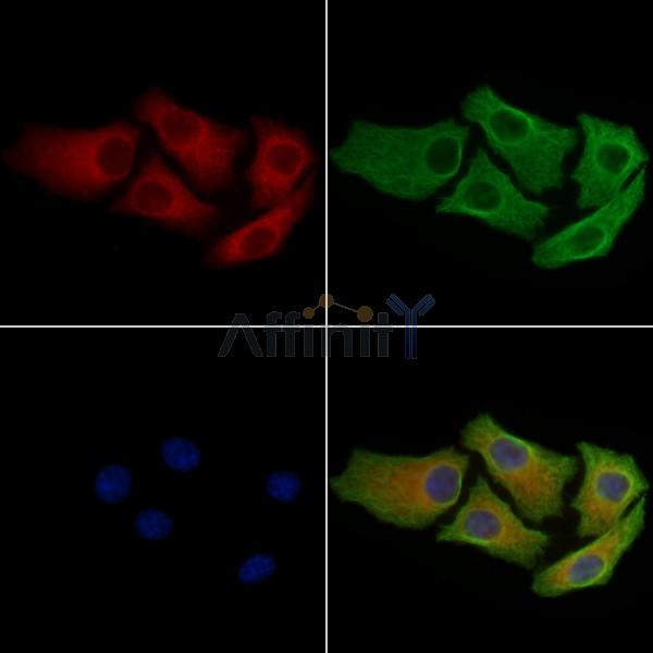 Rab5A Antibody -AF6706