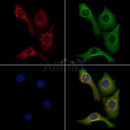 Rab3A Antibody -AF6707