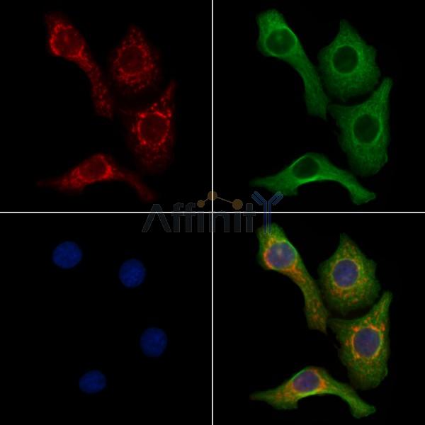 Rab3A Antibody -AF6707