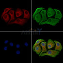 Hexokinase 1 Antibody -AF6709
