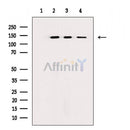 N Cadherin Antibody -AF6710