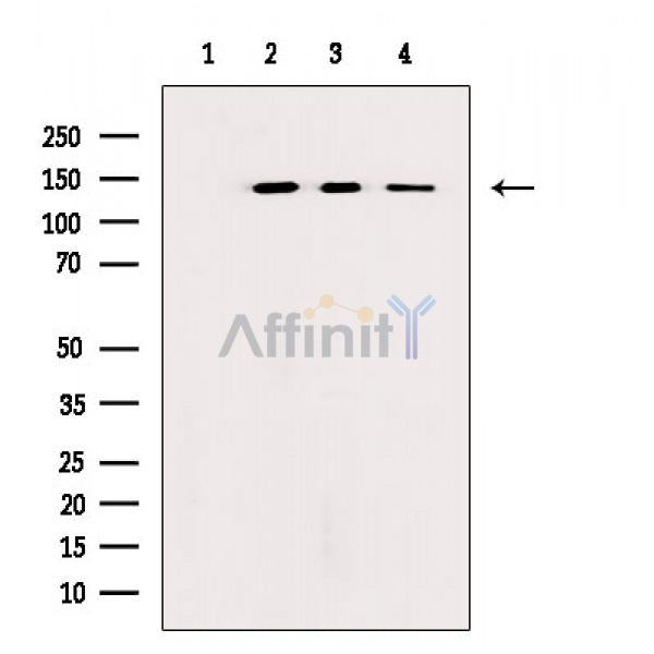 N Cadherin Antibody -AF6710