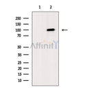 VEGFR1 Antibody -AF6711