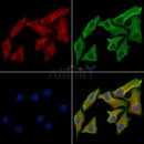 GAP43 Antibody -AF6715