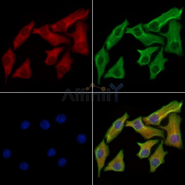 GAP43 Antibody -AF6715