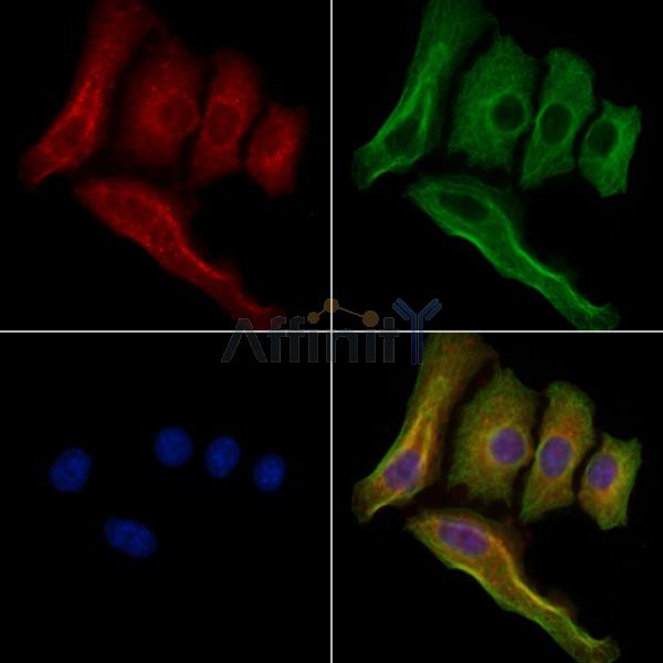 Synapsin I Antibody -AF6716