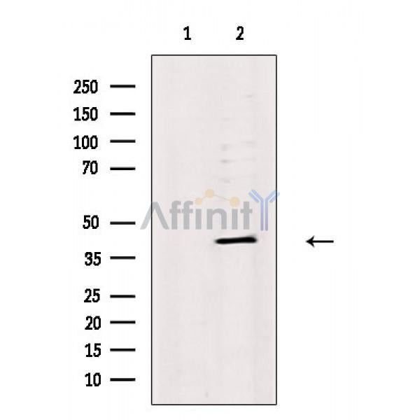 CREB Antibody -AF6719