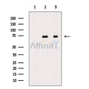 Moesin/Ezrin/Radixin Antibody -AF6722
