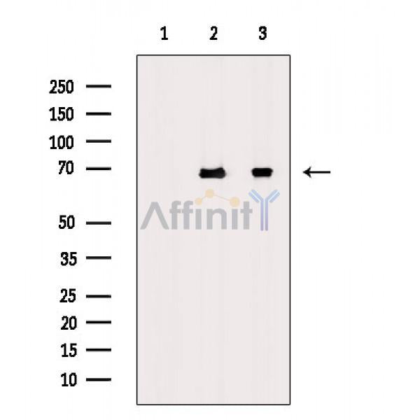 Moesin/Ezrin/Radixin Antibody -AF6722