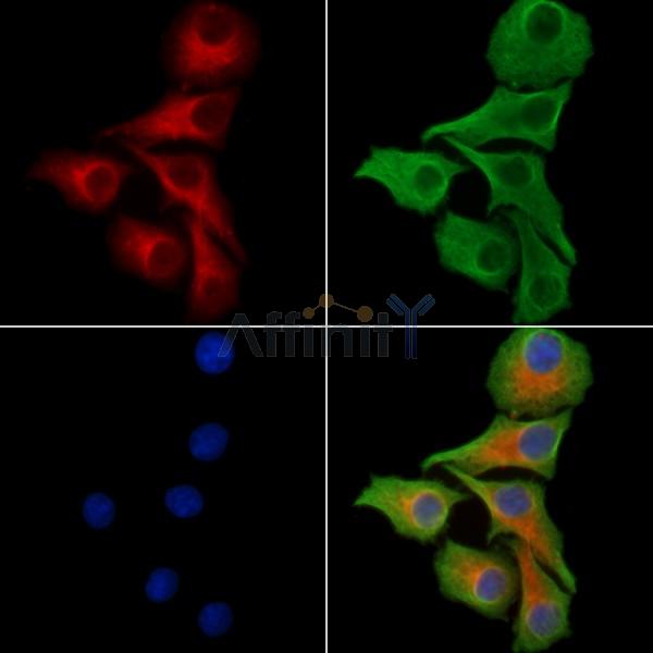 PKA R2 Antibody -AF6724