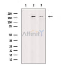 TOP2A Antibody -AF6728