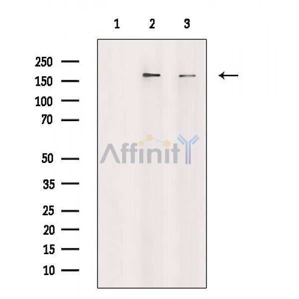 TOP2A Antibody -AF6728