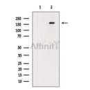 TOP2A Antibody -AF6729