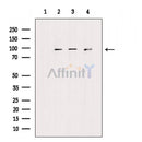 FGFR1/2 Antibody -AF6730