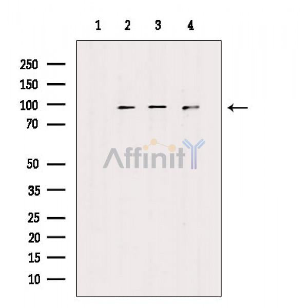 FGFR1/2 Antibody -AF6730