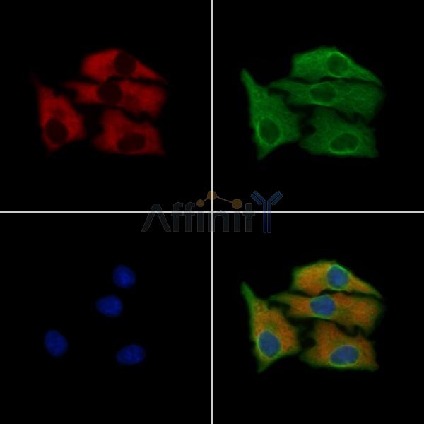 GLUT1 Antibody -AF6731